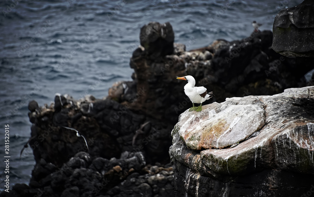 A Nazca Boobie rests on the side of the cliff in the Galapagos Island