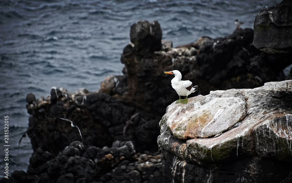 A Nazca Boobie rests on the side of the cliff in the Galapagos Island A Nazca Boobie rests on the side of the cliff in the Galapagos Island