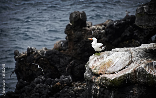 A Nazca Boobie rests on the side of the cliff in the Galapagos Island