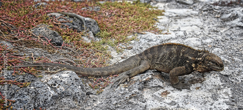 Endemic Marine and Land Iguana colonies in the Galapagos Island