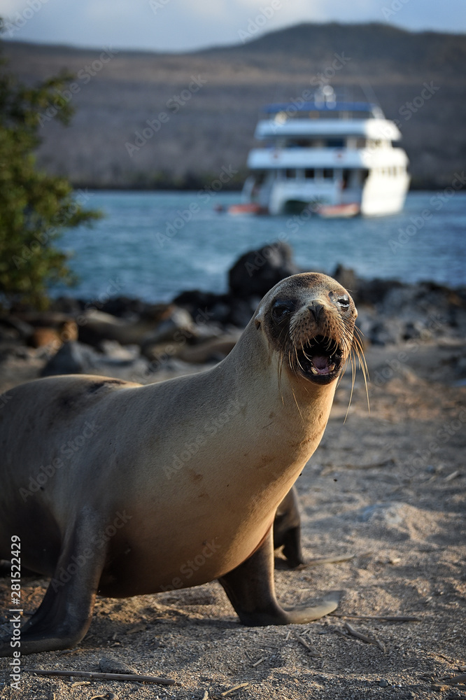 Obraz premium Galapagos Sea lions in various poses and candid shots