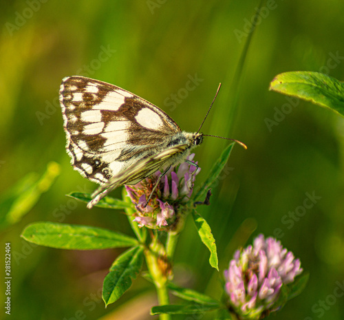 Close up Marco photograph of Black Marble Butterfly on english wildflower © Pluto119