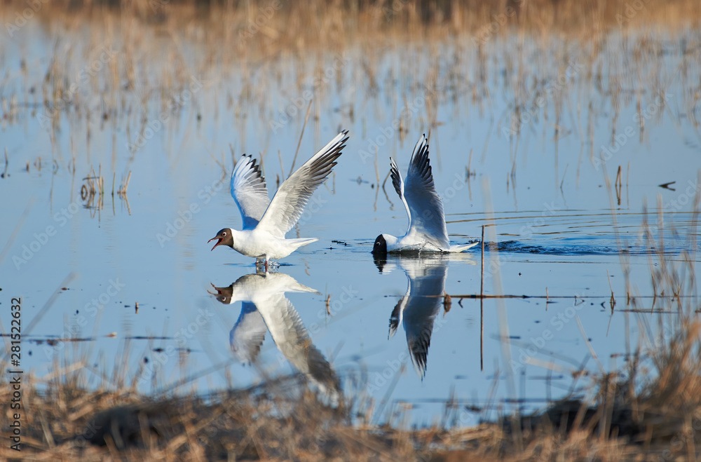 Two cheerful black headed gulls performing mating rituals above water on April evening in Espoo, Finland