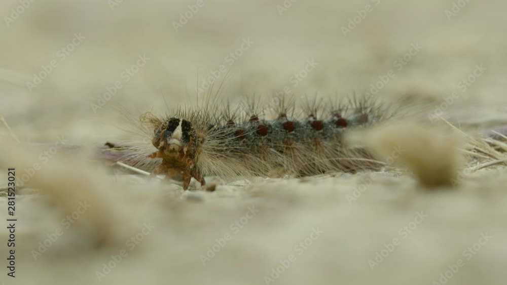 Closeup of a hairy caterpillar in the wild Closeup of a hairy caterpillar in the wild