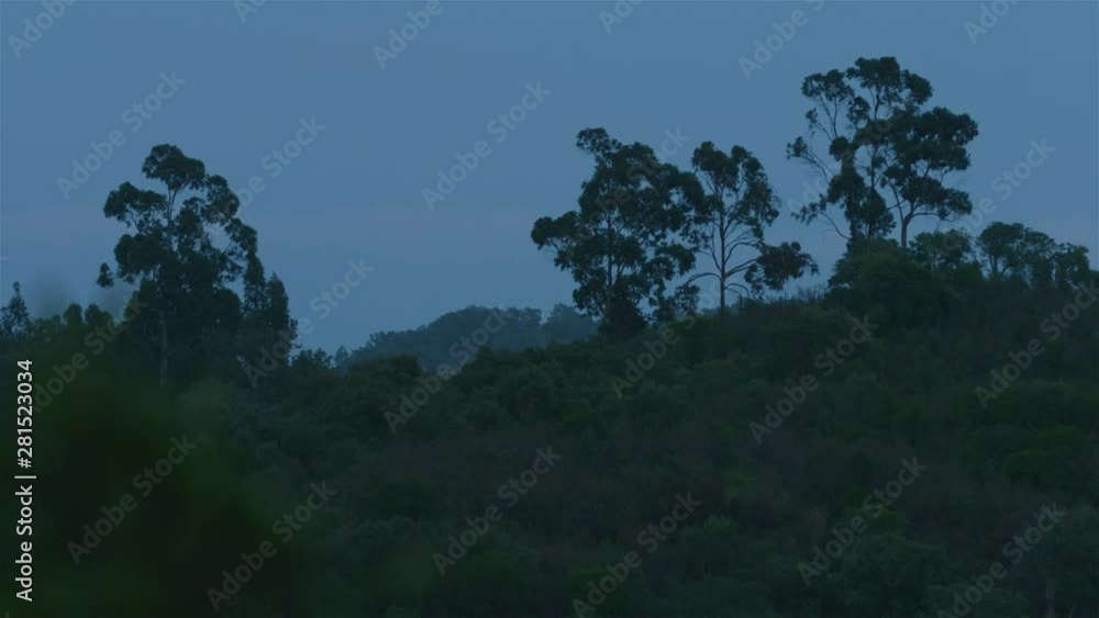 Beautiful shot of tall Eucalyptus trees blowing in the wind at blue hour Beautiful shot of tall Eucalyptus trees blowing in the wind at blue hour