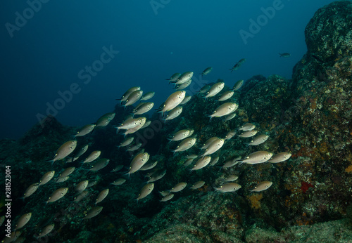 School of tropical reef fish in Sea of Cortez