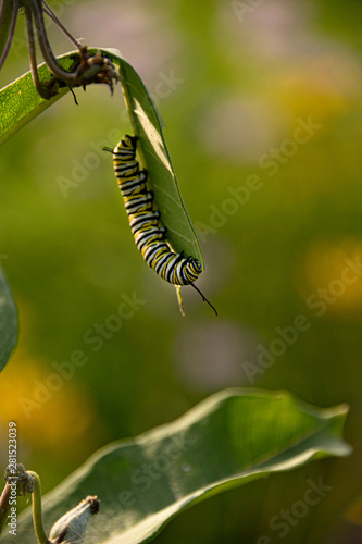 Monarch butterfly caterpillar on milkweed