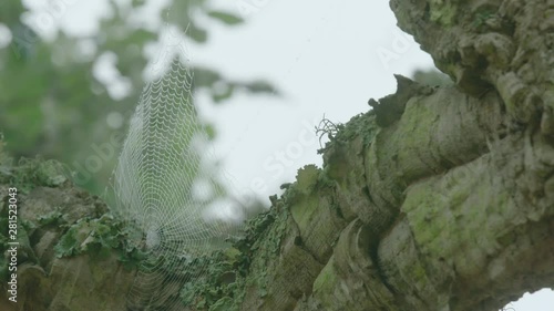 Full shot of a spider web on a large cork oak tree branch