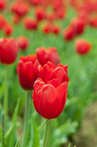 Blooming tulip flower with green leaf in sunlight. Agriculture concept design. Selective focus  tulip close up  toning