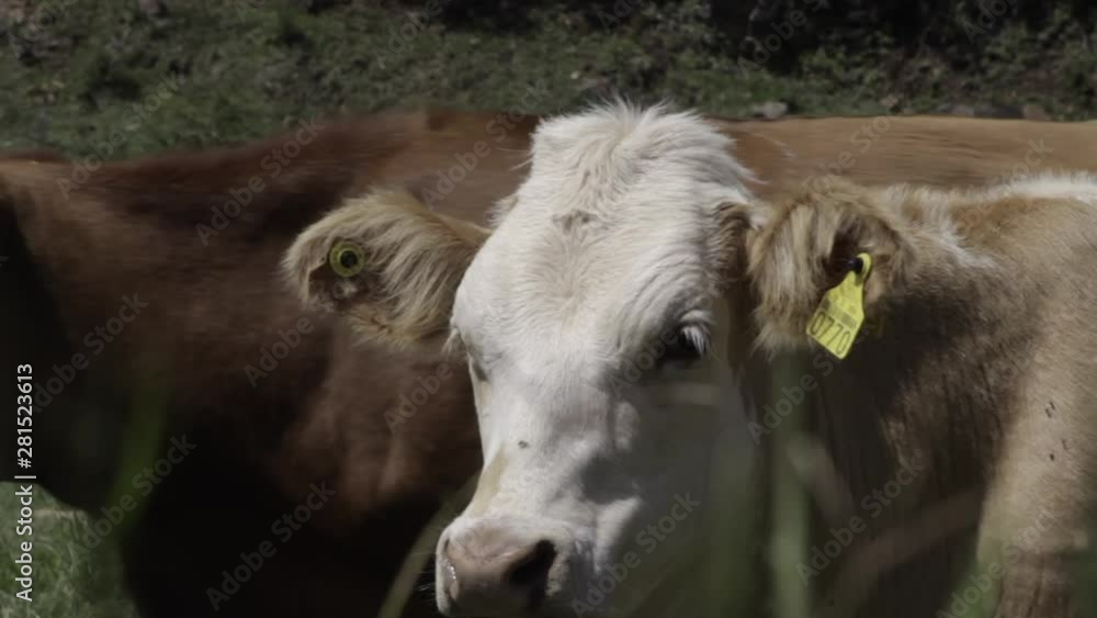 Ganado engorda bovino en granja charoláis pastando vacas leche carne Ganado engorda bovino en granja charoláis pastando vacas leche carne