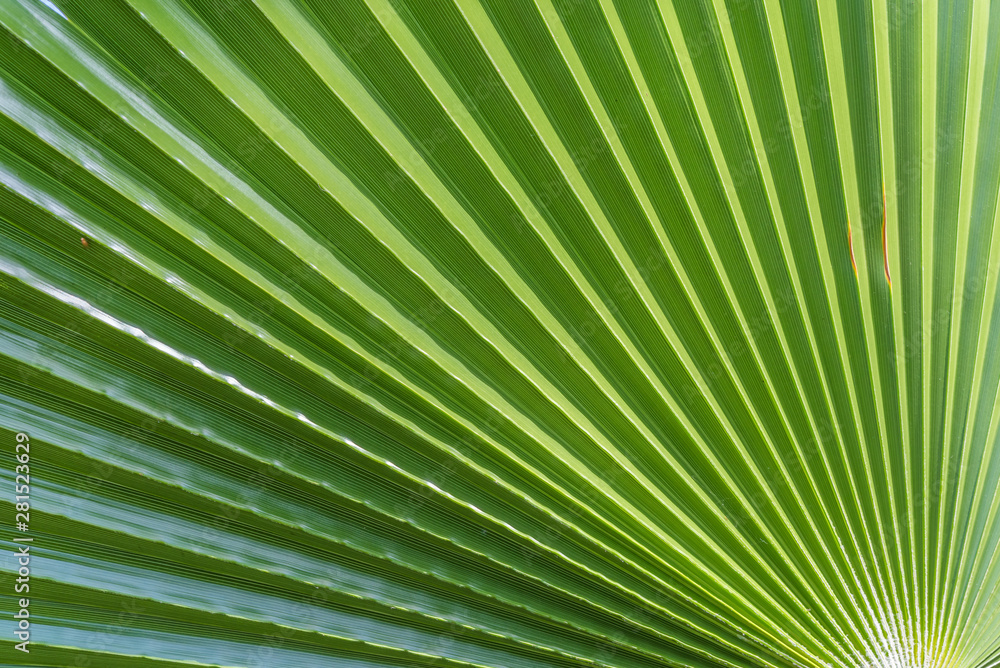 Obraz premium Palm tree leaf summer green nature abstract background