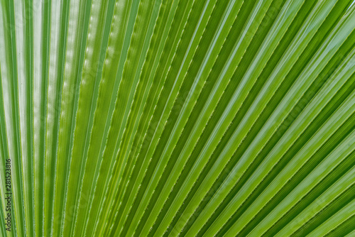 Palm tree leaf summer green nature abstract background