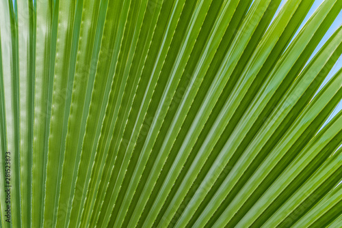 Palm tree leaf summer green nature abstract background © lordn