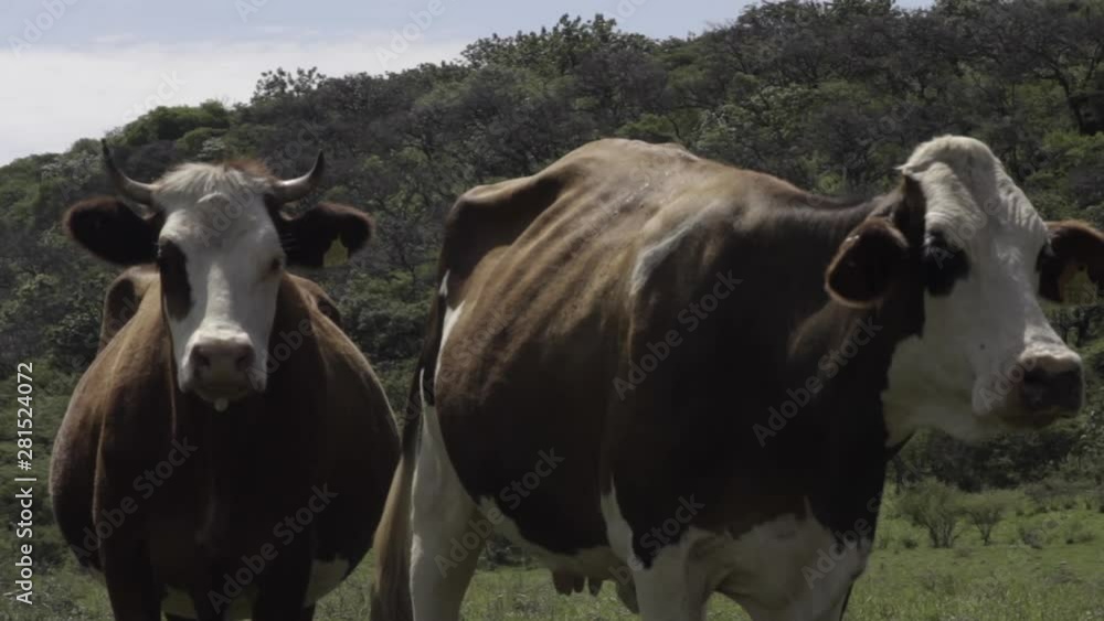 Ganado engorda bovino en granja charoláis pastando vacas leche carne Ganado engorda bovino en granja charoláis pastando vacas leche carne