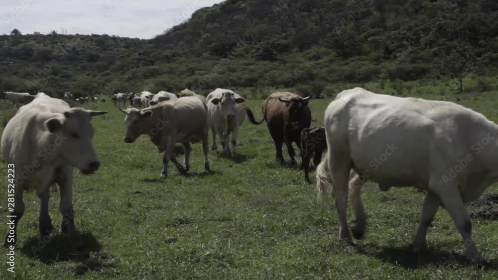 Ganado engorda bovino en granja charoláis pastando vacas leche carne Ganado engorda bovino en granja charoláis pastando vacas leche carne