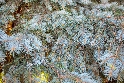 evergreen blue spruce tree background backdrop. close up.