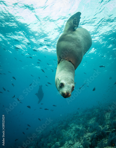 Sea lions in the clear blue of Sea of Cortze