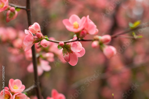 Cherry in blossom. Blooming pink cherry branch. Floral blurred background. Close-up, soft selective focus