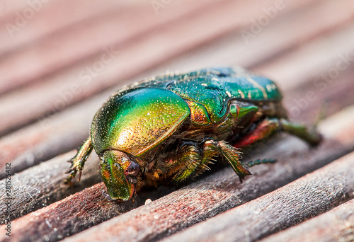 green golden June beetle or cockchafer detail view