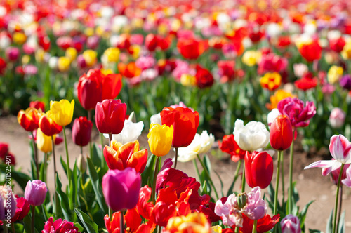 Blooming tulip fields in Netherlands  flower with blurrred colorful tulips as background. Selective focus tulip close up