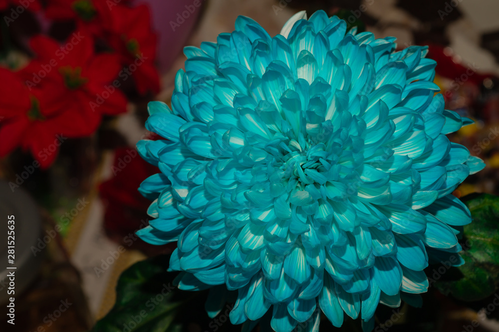 Blue chrysanthemum flower close up