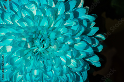 Blue chrysanthemum flower close up
