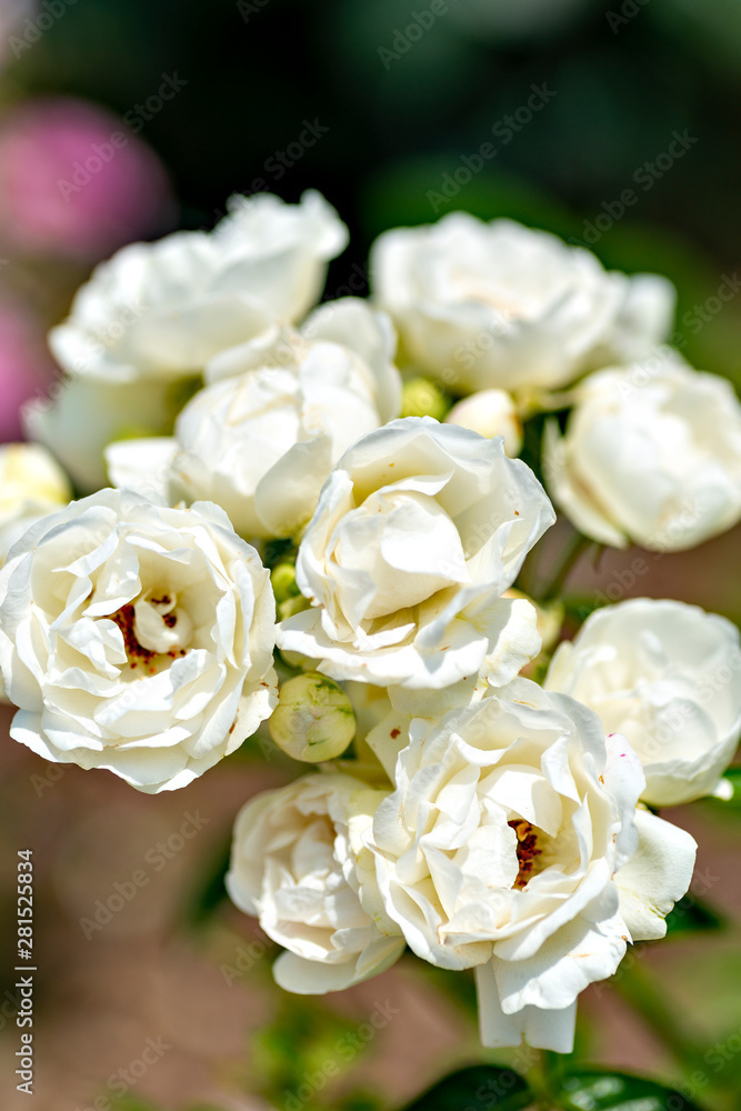 White roses in full blooming at Ayabe rose garden in Japan White roses in full blooming at Ayabe rose garden in Japan