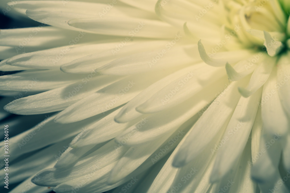 Chrysanthemum flower macro. floral texture Chrysanthemum flower macro. floral texture