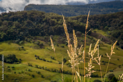 Close-up photography of grass spikes against the hignlands of the Andean mountains of central Colombia.