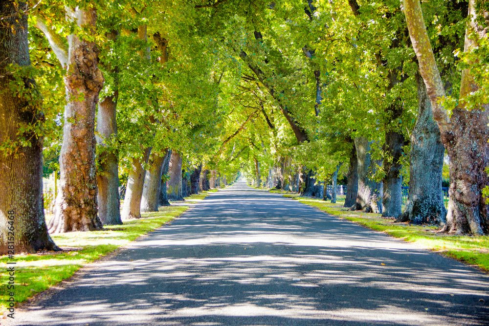 Oak road in New Zealand
