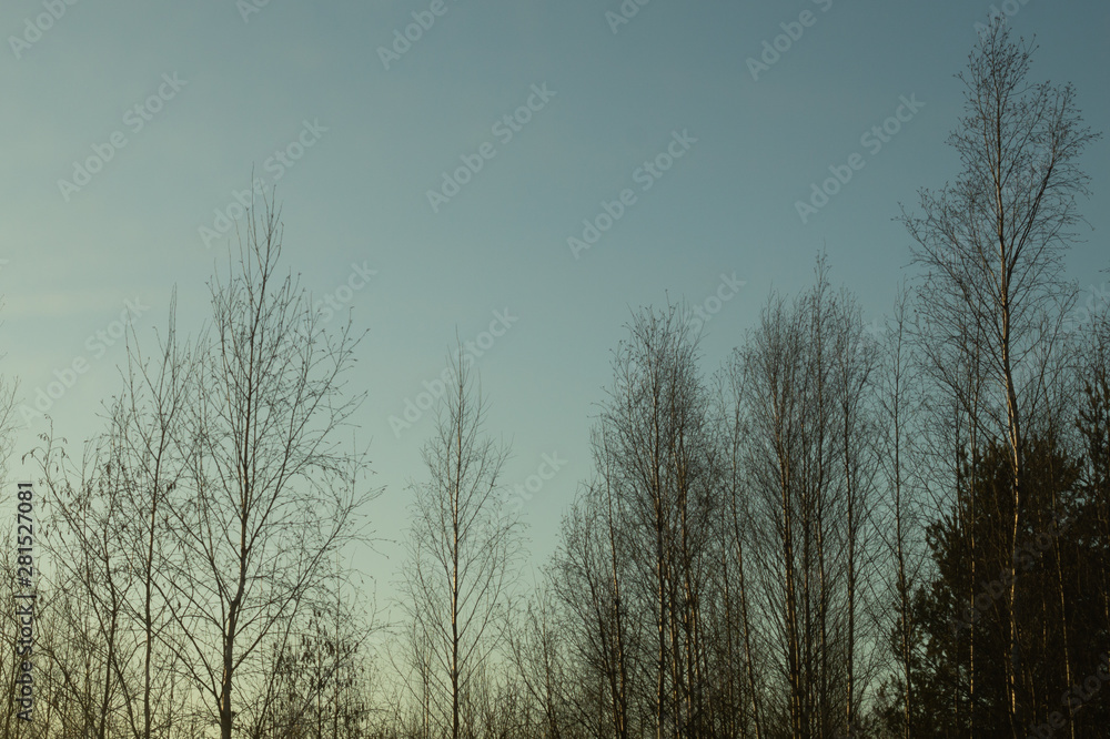 Dry trees in gloomy day in the forest