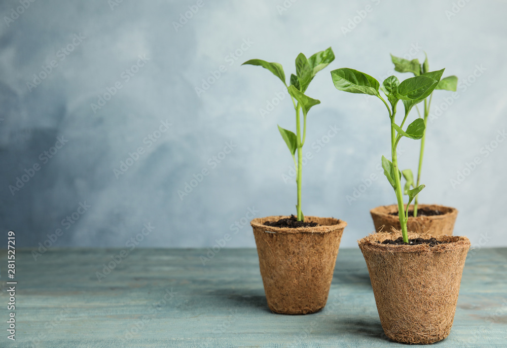 Fototapeta premium Vegetable seedlings in peat pots on wooden table against blue background. Space for text