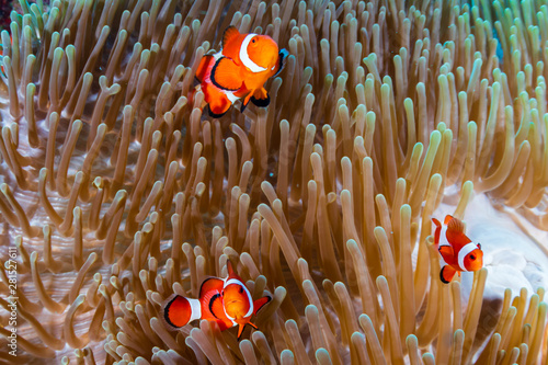 A family of Clownfish (Amphiprion ocellaris) in their host anemone on a tropical coral reef © whitcomberd