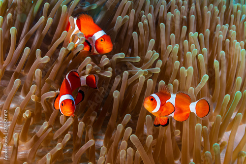 Print op canvas A family of Clownfish (Amphiprion ocellaris) in their host anemone on a tropical