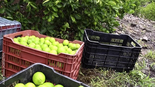 Caja de limones pisca campo verde naturaleza alimento fruta photo