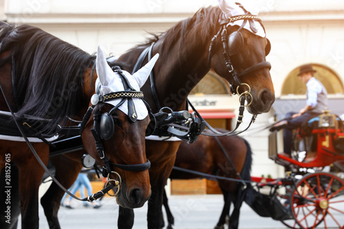 VIENNA, AUSTRIA - APRIL 26, 2019: Horses in carriage harness on city street © New Africa