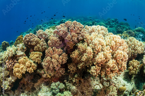 Hard and soft corals on a colorful tropical coral reef in the coral triangle of Asia