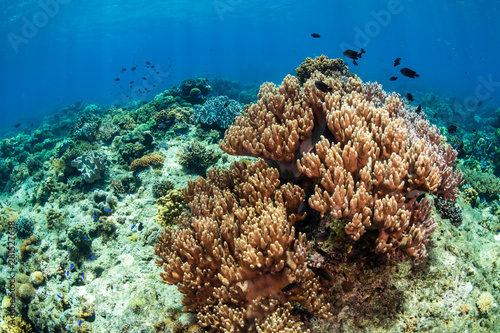 Hard and soft corals on a colorful tropical coral reef in the coral triangle of Asia