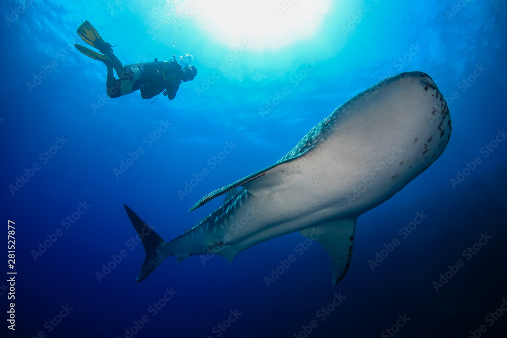 Obraz premium Large Whale Shark (Rhincodon typus) with background SCUBA diver in a blue tropical ocean