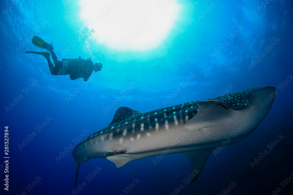 Naklejka premium Large Whale Shark (Rhincodon typus) with background SCUBA diver in a blue tropical ocean