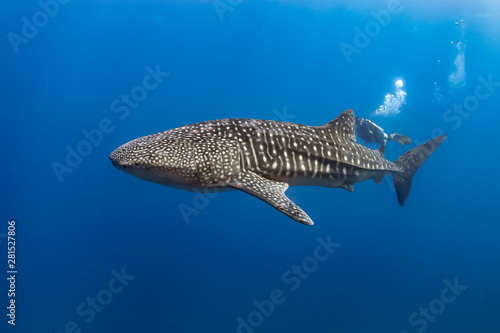 Tableau sur toile Large Whale Shark (Rhincodon typus) with background SCUBA diver in a blue tropic