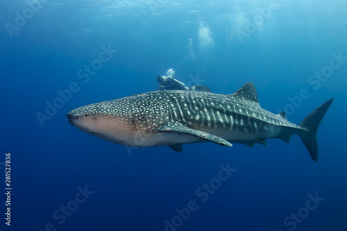 Large Whale Shark (Rhincodon typus) with background SCUBA diver in a blue tropical ocean © whitcomberd