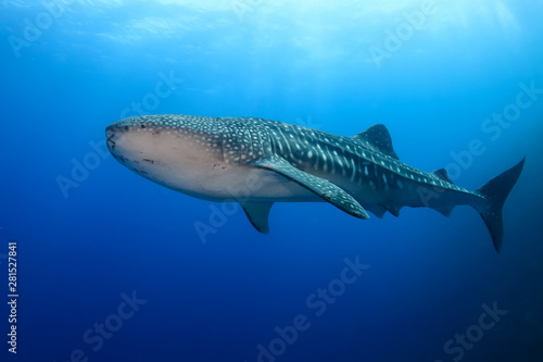 Large Whale Shark (Rhincodon typus) in a blue tropical ocean © whitcomberd