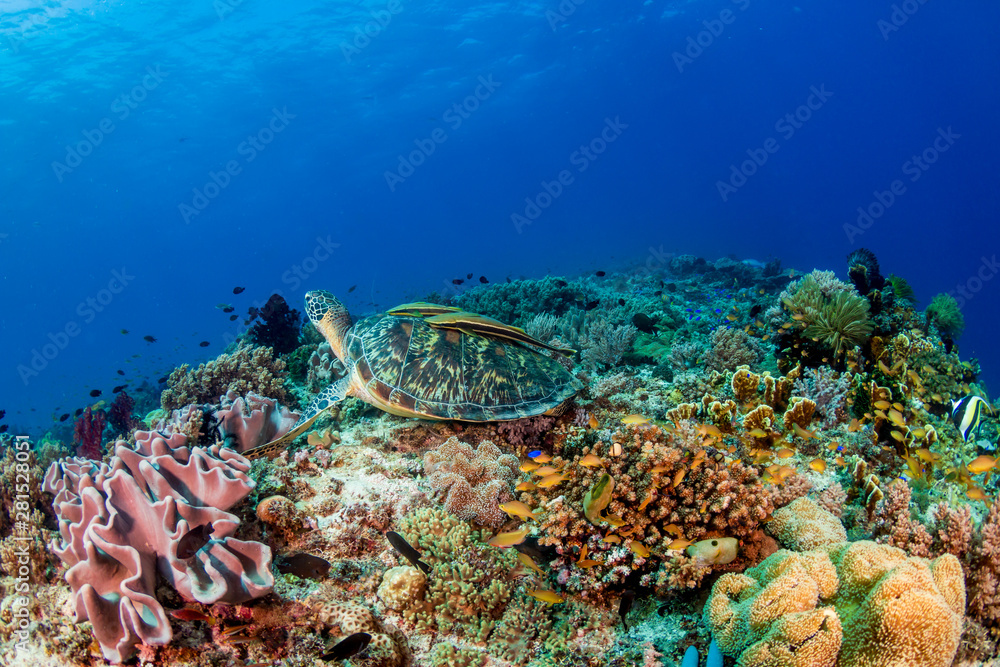 Fototapeta premium A Green Sea Turtle (Chelonia mydas) on a colorful tropical coral reef
