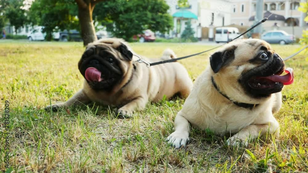 Doggy friendship, two funny pug dogs lie on the grass in the city park at the evening sunset Doggy friendship, two funny pug dogs lie on the grass in the city park at the evening sunset