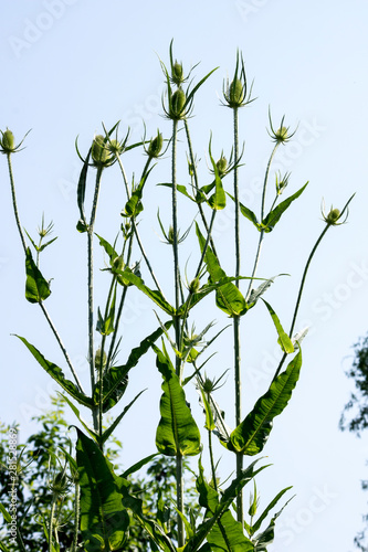 Tableau sur toile The dipsacus laciniatus