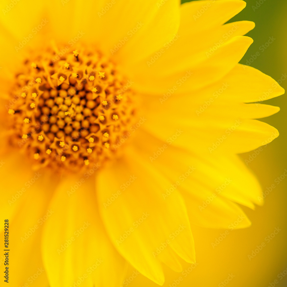 Yellow Mexican Sunflower Macro Shot Yellow Mexican Sunflower Macro Shot