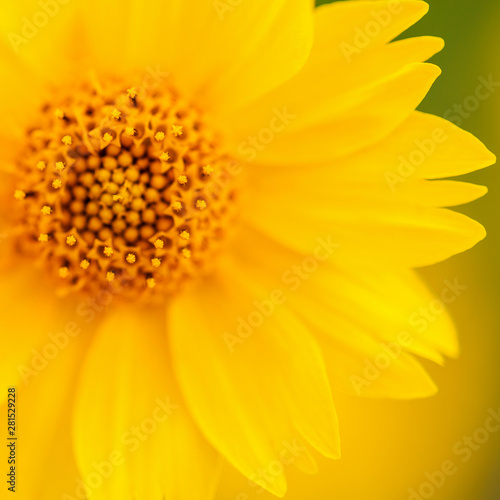 Yellow Mexican Sunflower Macro Shot