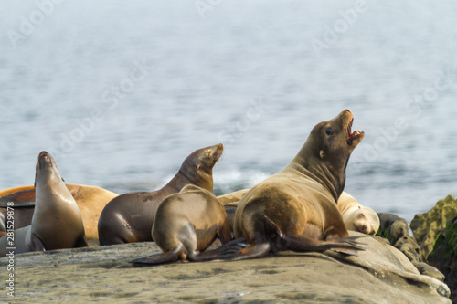 sea-lions bathing