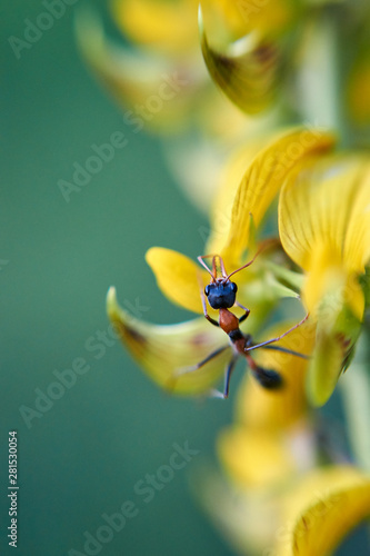 A large orange and black jumping jack ant - also called a hopper ant or jumper ant - of the genus Myrmecia subfamily Myrmeciinae; hunting black ants on a yellow-flowering plant - selective focus. photo